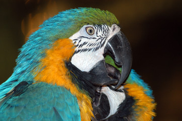 macaw parrot