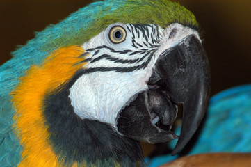 macaw parrot closeup