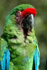 baignade d'éléphants