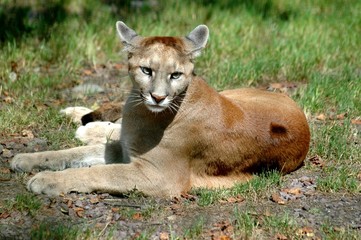 puma