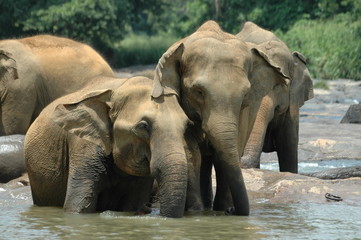 Fototapeta na wymiar Słonie Azji # 2