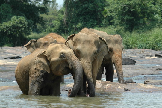 Fototapeta jeux d'éléphants d'asie  3