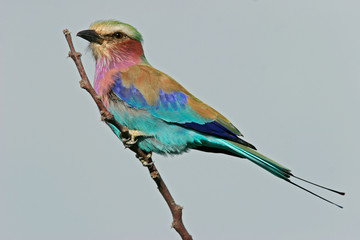 lilac-breasted roller