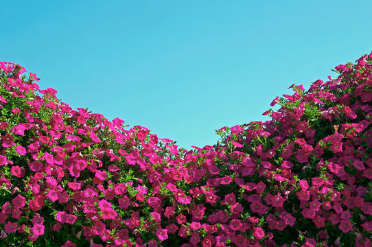 flowers and sky
