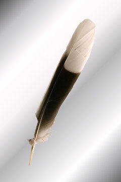 plume