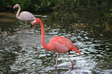 flamingo