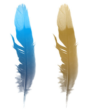the bird's feather