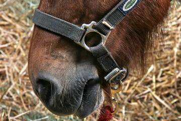 museau de cheval © Dominique VERNIER