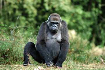 gorille