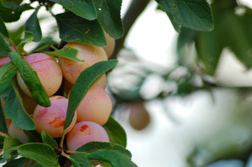 prunes