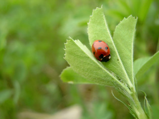 lady bug