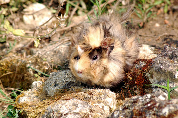 cochon d'inde 3