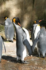 penguin