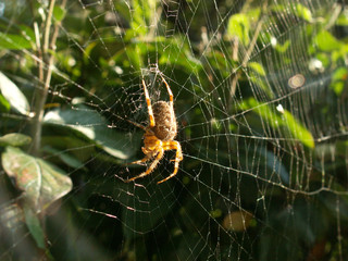 spider