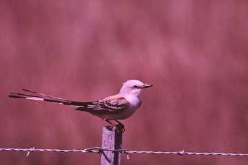 scissor-tailed flycatcher
