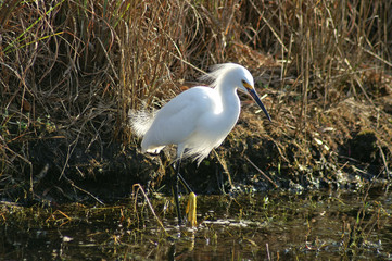snowy egret (egretta thula)