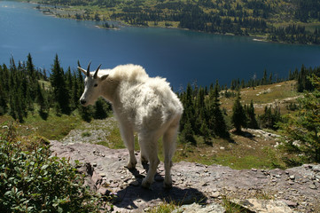 Obraz premium mountain goat (oreamnos americanus)