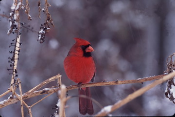 northern cardinal winter