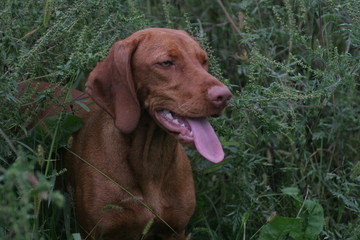cute brown puppy with tongue out in tall grass