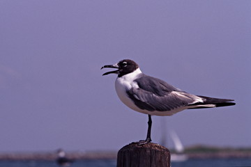 gull on post