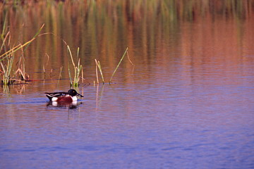 northern shoveler