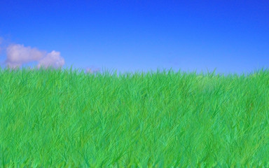 Obraz na płótnie Canvas grass