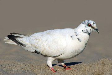 dove on the beach
