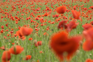 red poppy flowers