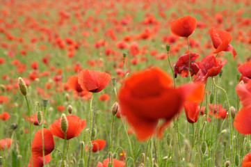 Fototapeta premium red poppy flowers