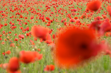 red poppy flowers