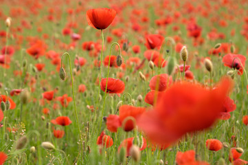 papaver rhoeas