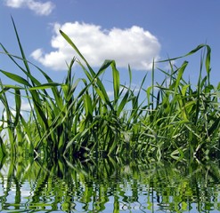 grass in water