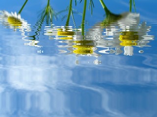camomiles . reflection