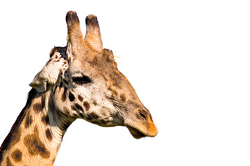 giraffe profile