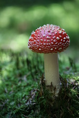 Fototapeta premium fliegenpilz