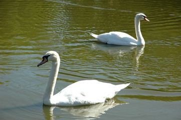 two swans on water