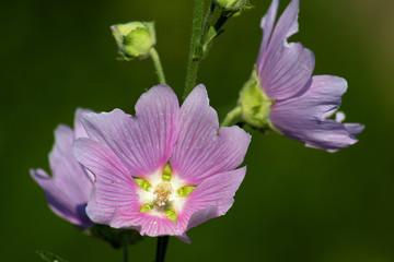 mauve summer flowers