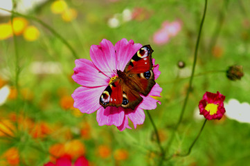 butterfly