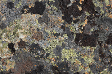crustose lichen