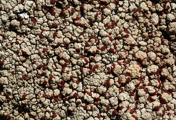 crustose lichen