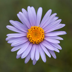 Fototapeta premium aster alpinus
