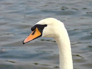 Fototapeta premium swan