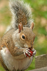 squirrel eating a nut