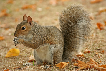 Cute grey squirrel eating nut in autumn woodland.