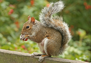 Naklejka na ściany i meble squirrel eating a berry