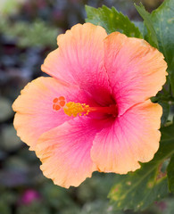 hibiscus