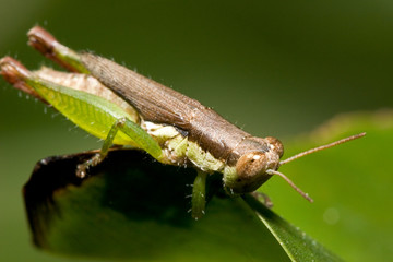 grasshopper