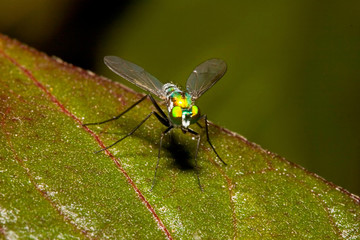 fly