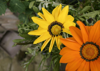 yellow and orange gazania
