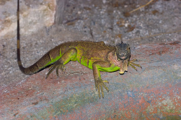 iguana